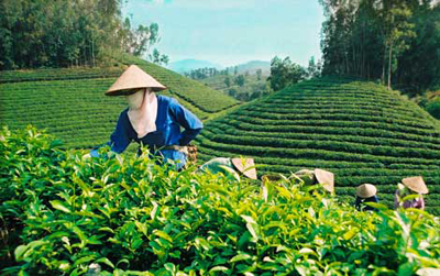 Cảnh giác với hành vi làm tổn hại uy tín hàng nông sản Việt