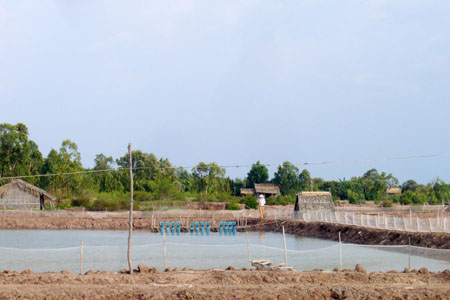 Đau đầu vì tôm chết