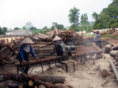 Sắp xếp, đổi mới nông, lâm trường: Chủ trương đúng, nhưng làm thì ... lúng túng