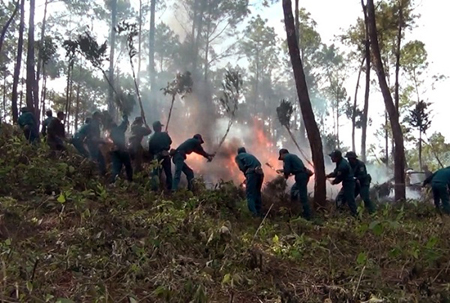 Kinh nghiệm bảo vệ, phát triển rừng bền vững ở Thanh Hóa
