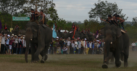 Cấp bách bảo tồn voi