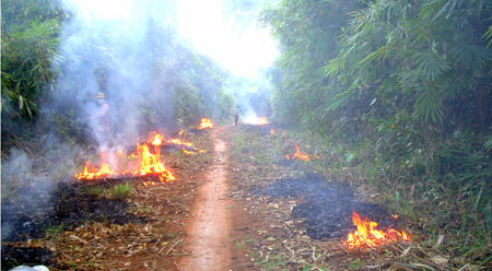 Giữ rừng bằng phương châm 