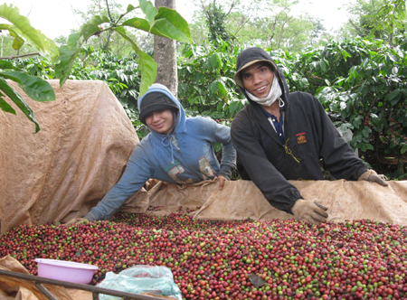 Cà phê Đắc Lắc hướng đến sản xuất bền vững