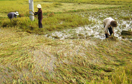 Nông dân xót xa gặt lúa non