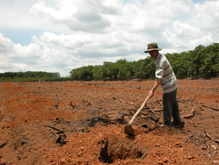 Cây điều lâm cảnh tiêu điều