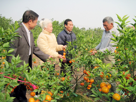 Người lưu giữ thương hiệu cam Canh