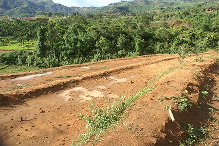 Ruộng lúa không thể... trồng lúa!