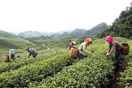 Đường cong của chè