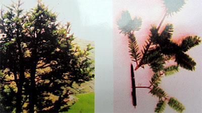 Tìm thấy loài vân sam quý ở Lũng Cú