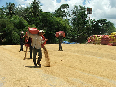 Vựa lúa Việt trước thách thức của biến đổi khí hậu