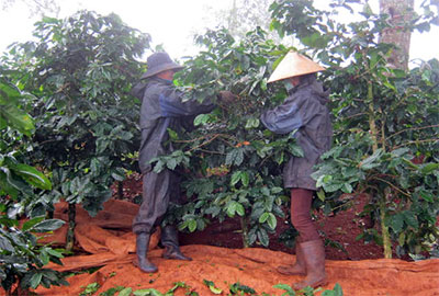 Cà phê chè ở Đắc Nông “được mùa, rớt giá”