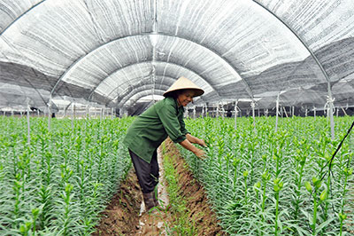 Nông thôn mới trên quê hương “Gái đảm”