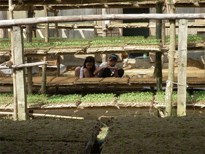 Duy Châu: Nhộn nhịp mùa ươm cây