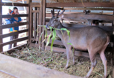 Khó khăn khi duy trì đàn nai ở Cư Êbur