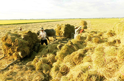 Việc thu mua tạm trữ lúa gạo ở Đồng Tháp chưa đem lại hiệu quả như mong muốn