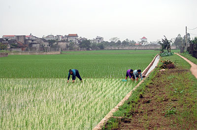 Tìm hướng phát triển nền nông nghiệp hàng hóa