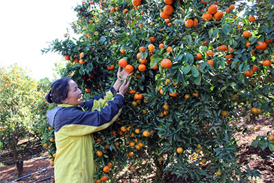 Mê tít quýt Đà Lạt