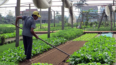 Làng rau Trà Quế rộn ràng vụ Tết