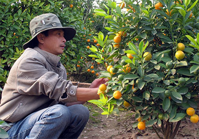 Người dân trồng quất thấp thỏm đón Tết