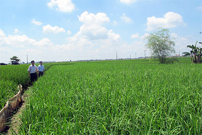 Bài 1: Bỏ ruộng vì hiệu quả kinh tế thấp