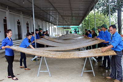 “Làng miến dong” trong vùng dự án