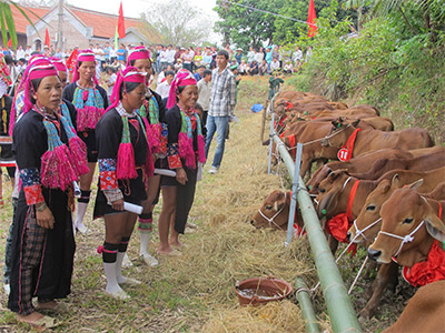 Bài 1: Con bò và nhiệm vụ thoát nghèo vùng biên giới