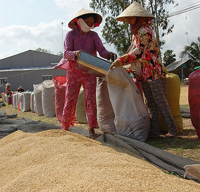 Vì sao giá gạo Việt lại 