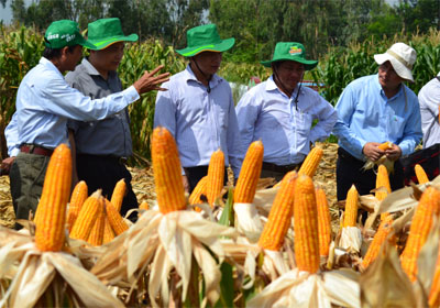 Cây trồng biến đổi gien: Đón nhận và những băn khoăn