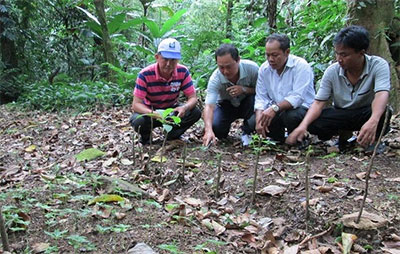 Xã nghèo mở hướng trồng sâm Ngọc Linh