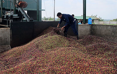 Nơi cà phê Robusta đắt giá nhất Việt Nam