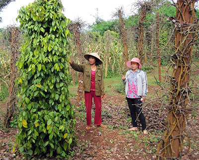 Trắng tay vì cây tiêu