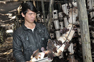 Bí thư chi đoàn làm giàu từ nấm