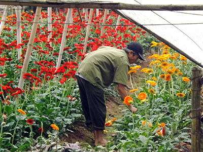 Làng hoa Hà Nội trước ngày 8-3
