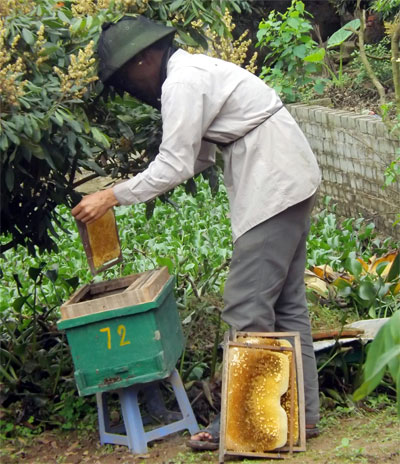 Mật ong hoa nhãn ở Hưng Yên