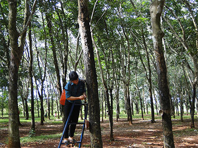 Đồng Sen lan tỏa tiếng thơm