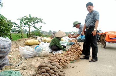 Đặc sản khoai lang Đồng Thái