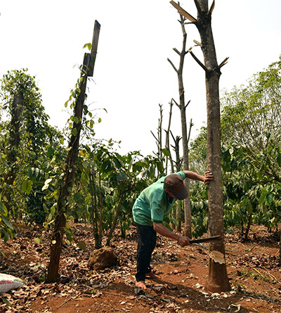 Điệp khúc “trồng, chặt” cao su