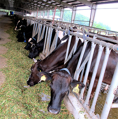 Để “sữa trắng Ba Vì” chảy mãi