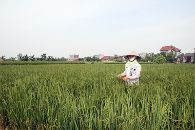 Lúa tái sinh và bài toán mô hình sản xuất