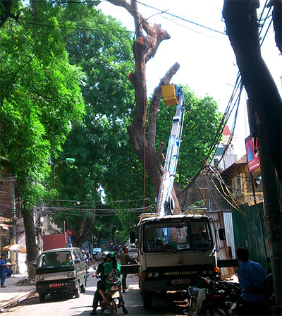 Vì sao cây chết?