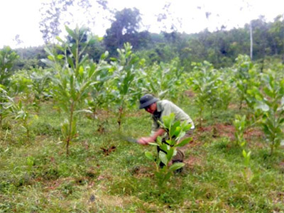 Thoát nghèo nhờ trồng rừng kết hợp chăn nuôi