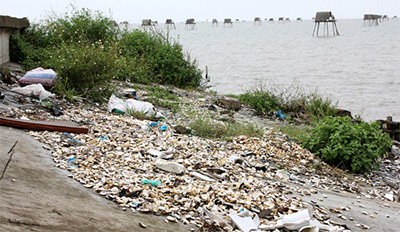 Ngao chết hàng loạt ở Tiền Hải-Thái Bình: Mồ hôi trôi ra biển...