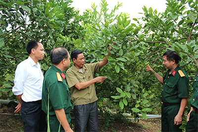 Thoát nghèo nhờ bưởi Diễn