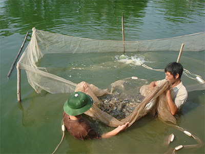 Bảo vệ thương hiệu tôm Việt