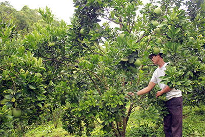 “Triệu phú cam” ở Hua Thanh