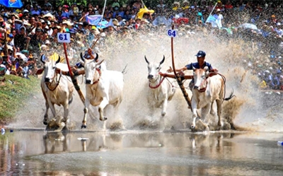 An Giang: Trao Ngày hội Đua bò Bảy Núi về cho cộng đồng