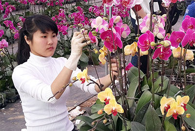 Chợ hoa ngày Tết