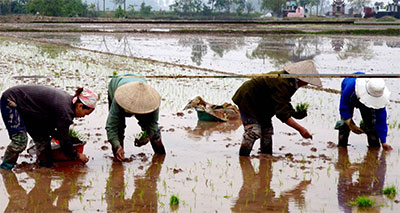 Ruộng chưa xanh, chưa thành Tết...