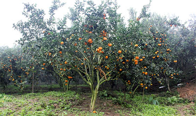 Xuân về từ những đồi cam