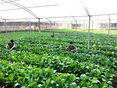 Tăng gia chính quy ở Sư đoàn 312